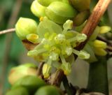 Laurus nobilis. Цветок. Краснодарский край, Сочи, окр. Адлера, окраина леса у ЛЭП. 25.02.2015.