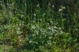 Verbena officinalis. Цветущее растение. Черногория, г. Котор, Старый Город, Цитадель. 09.10.2014.