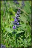 Ajuga genevensis. Цветущее растение. Чешская республика, Южная Моравия, национальный природный резерват Děvín-Kotel-Soutěska, луг. 02.05.2008.