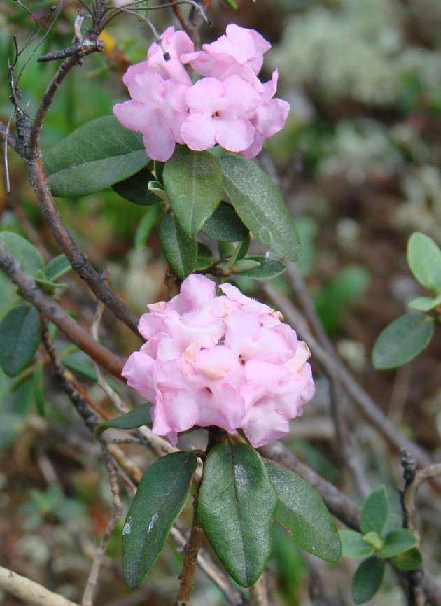 Изображение особи Rhododendron adamsii.