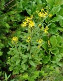 Senecio nemorensis