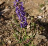 Salvia deserta