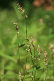 Persicaria minor