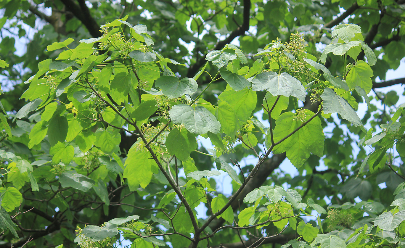 Изображение особи Acer obtusatum.
