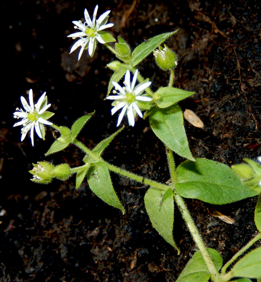 Изображение особи Myosoton aquaticum.