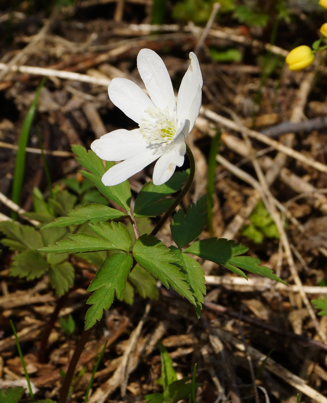 Изображение особи Anemone altaica.