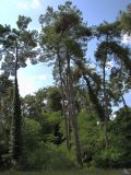 Pinus pityusa. Опушка сосновой рощи. Абхазия, Гагрский р-н, г. Пицунда. 26 августа 2009 г.