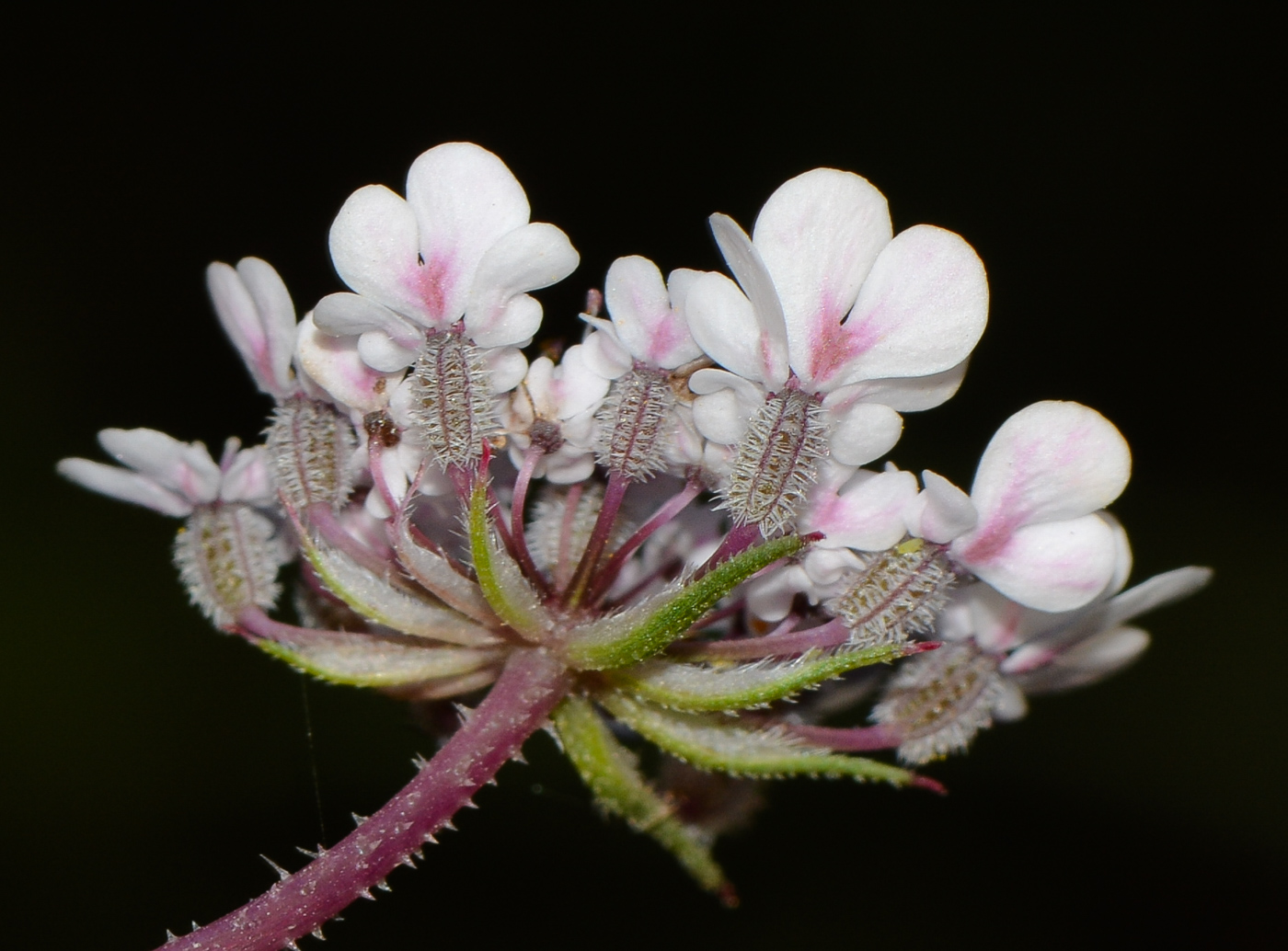 Изображение особи Daucus glaber.