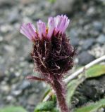 Erigeron humilis. Соцветие; видно опушение листочков обертки. Камчатский край, Алеутский р-н, о-в Медный, северная часть острова (между безымянными высотами 400 м и 565 м), скальные выходы. 15.08.2017.