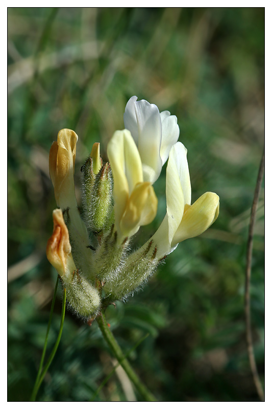 Изображение особи Astragalus zingeri.