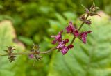 Stachys sylvatica. Верхушка цветущего побега с частично облетевшими цветками. Средний Урал, Пермский край, Добрянский р-н, 3 км от ст. Ярино к востоку, опушка смешанного леса. 12 августа 2017 г.