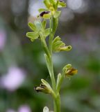 Ophrys lutea. Часть соцветия. Израиль, предгорья Иудеи, окр. г. Модиин, сосняк на каменистой гряде. 16.03.2018.