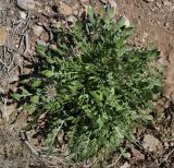 Centaurea raphanina ssp. mixta