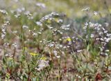 Gypsophila heteropoda