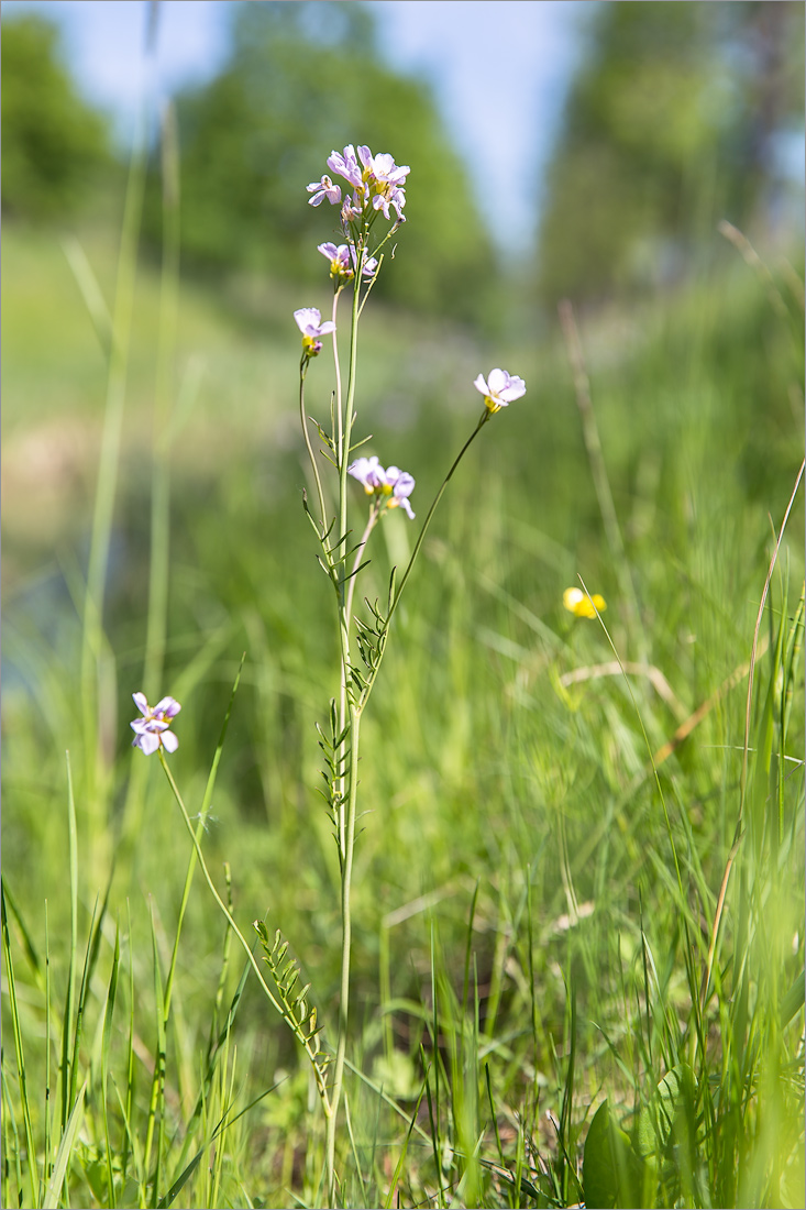 Изображение особи Cardamine pratensis.