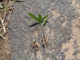 Polygonatum odoratum