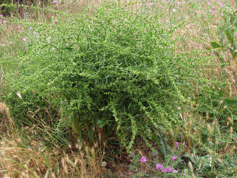 Изображение особи Rumex pulcher.