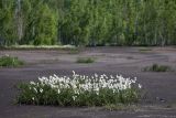 Eriophorum angustifolium