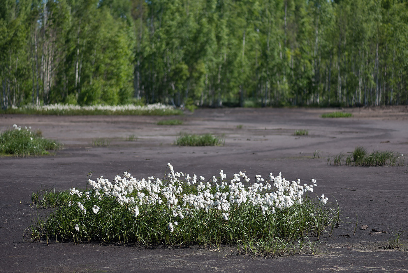 Изображение особи Eriophorum angustifolium.