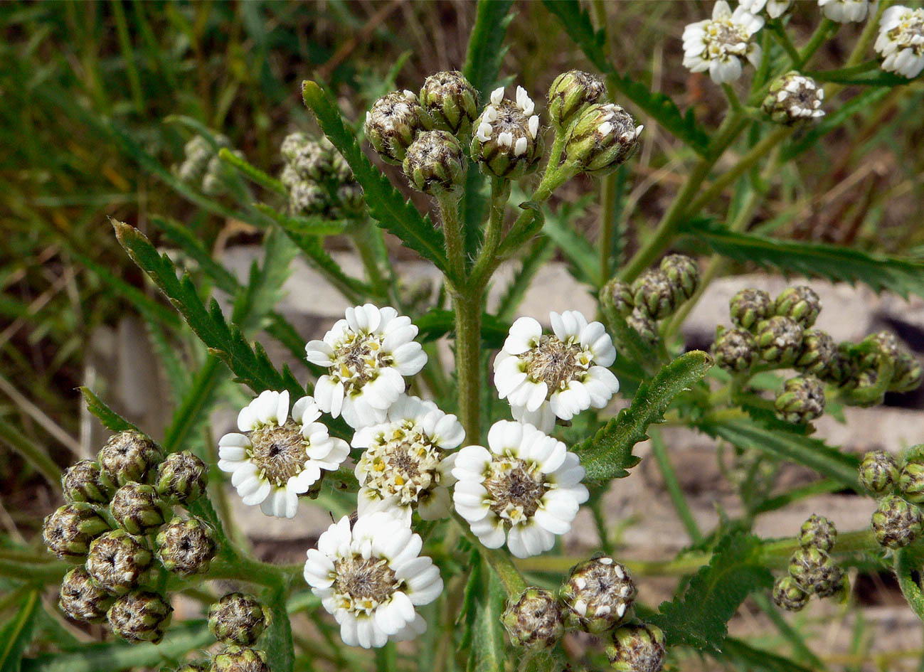 Изображение особи Achillea alpina.