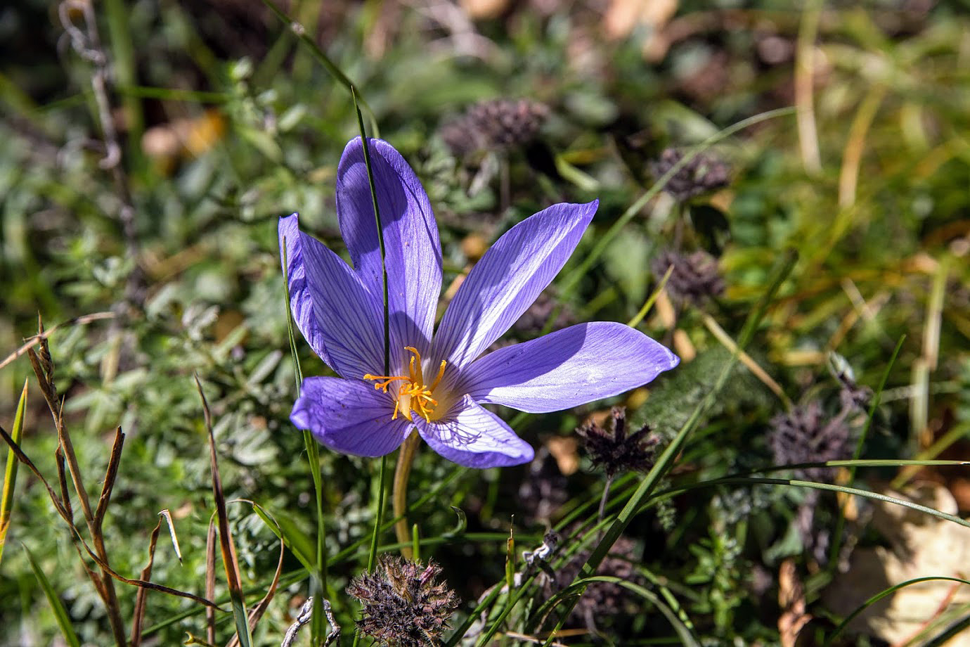 Изображение особи Crocus speciosus.