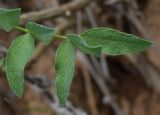 Astragalus ugamicus. Верхушка листа. Узбекистан, Ташкентская обл., зап. отр. Чаткальского хр., окр. кишлака Учтерак, склон оврага. 04.05.2015.