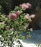 Syringa microphylla