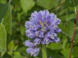 Campanula cervicaria