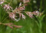 Calamagrostis epigeios