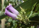 Ipomoea indica