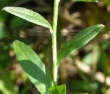 Myosotis palustris