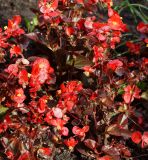 Begonia &times; hortensis