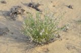 Asperula danilewskiana