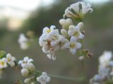 Galium biebersteinii. Часть соцветия. Краснодарский край, окр. г. Новороссийск, хр. Маркотх, шибляк на склоне. 31.05.2020.