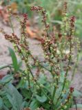 Rumex acetosella