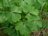 Aquilegia sibirica