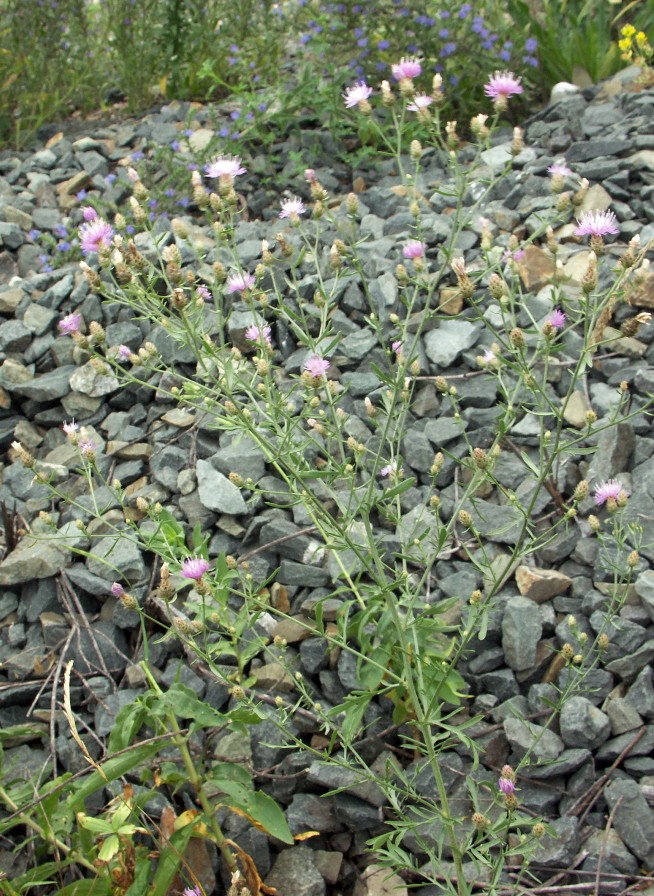 Изображение особи Centaurea biebersteinii.