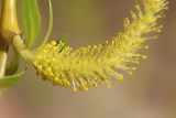 Salix babylonica