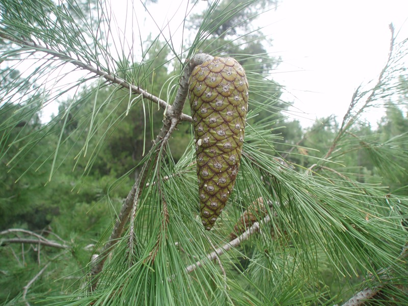 Изображение особи Pinus halepensis.