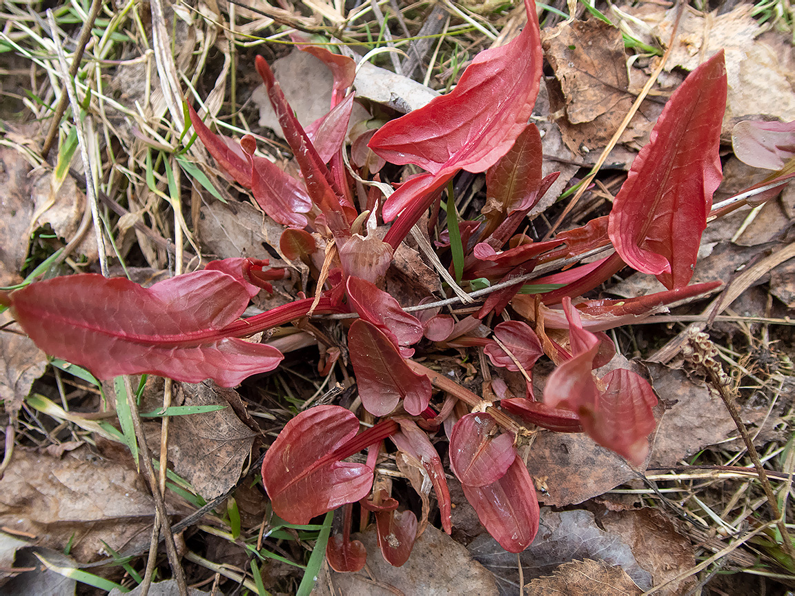 Изображение особи Rumex acetosa.