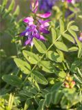 Astragalus subpolaris