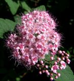 Spiraea japonica. Соцветие. Магаданская обл., Ольский р-н, пгт Ола, декоративное озеленение улицы. 05.08.2023.