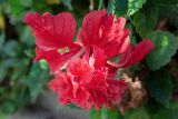 Hibiscus rosa-sinensis