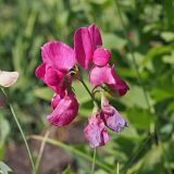 Lathyrus tuberosus