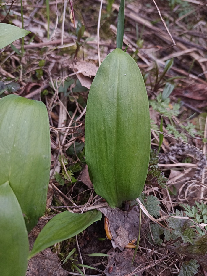 Изображение особи Allium ursinum.