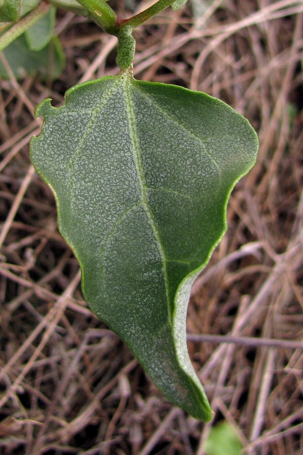 Изображение особи Atriplex aucheri.