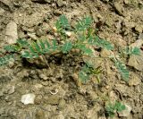 Astragalus psiloglottis. Плодоносящее растение. Копетдаг, Чули. Май 2011 г.