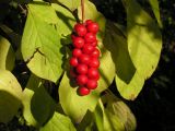 Schisandra chinensis