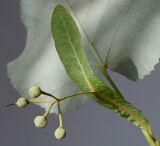 Tilia tomentosa