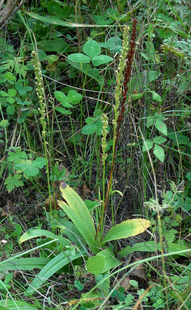 Изображение особи Herminium monorchis.